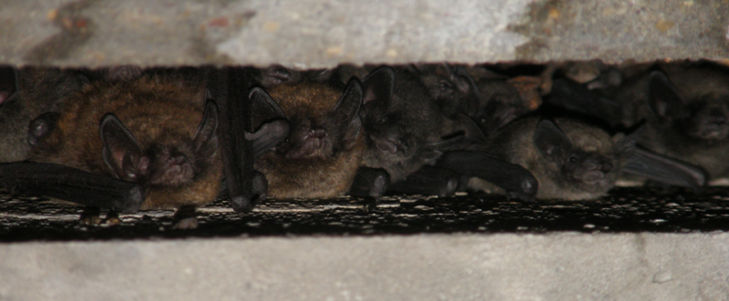 Bburkholder Bats.png